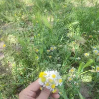 اجاره-زمین-کشاورزی
