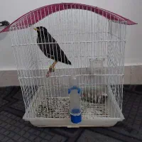 مرغ میناسخنگو|پرنده|جلگه شوقان, |دیوار