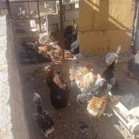 فروش انواع مرغ وخروس وجوجه وبوقلمون بالغ|حیوانات مزرعه|سیرجان, |دیوار