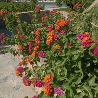 گل آپارتمانی|گل و گیاه طبیعی|بیرجند, |دیوار