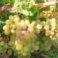 هرس درختان انگور،،سرریز