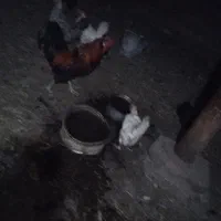 ۵عدد مرغ روستا تخمی یک عدد خوروس محلی نژاد اصل|حیوانات مزرعه|عجب شیر, |دیوار