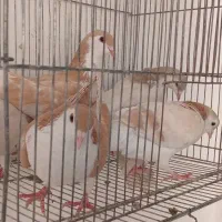 کفتر تربت|پرنده|تربت‌حیدریه, حسنی بالا|دیوار