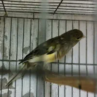 قناری ماده آماده دوعدد|پرنده|بندر انزلی, خوش پیک|دیوار