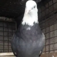 جوجه .کفتر ..  شازده سبز. هما سورور|پرنده|قرچک, میرزائی جنوبی|دیوار