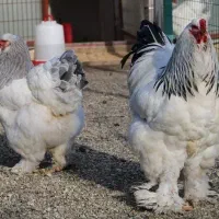 تخم مرغ امپراطور دیلگونی سلطان