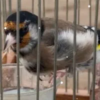 جفت سهره زاغ