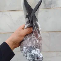 کبوتر پرشی بشرط