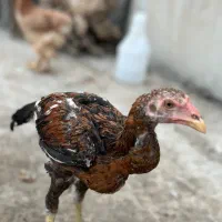 جوجه لاری اصل و نسب دار|حیوانات مزرعه|فردیس, منظریه|دیوار