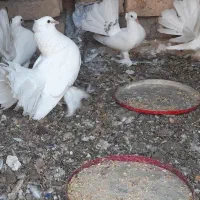 کفتر چتری کاکلی..پرپا..چند مدل