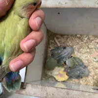 طوطی برزیلی جوجه