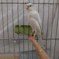 قناری کاکلی قرص بخون