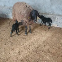 میش هترو شکم اول