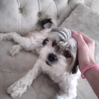 هاپو شیتزو تربیت شده