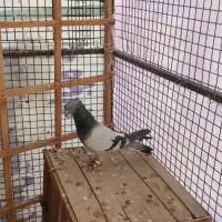 کبوتر|حیوانات|ایلام, |دیوار