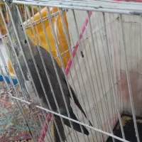 عروس هلندی ماده دستی سیامون