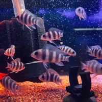 ماهی زیبای فرانتوزا