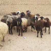 میش جفت 32 همه جوان آبستان سنگین|حیوانات مزرعه|شاهینشهر, گزبرخوار|دیوار