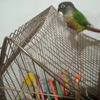 طوطی گرینچیک گمشده