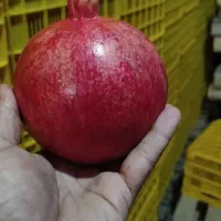 انار صادراتی ساوه|خوردنی و آشامیدنی|رشت, بوسار|دیوار