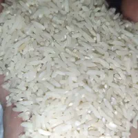 برنج دمسیاه