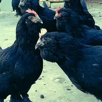 تخم مرغ نطفه دار نژاد مرندی