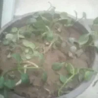 گل آپارتمانی سالم