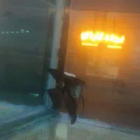 ماهی زینتی|ماهی|تربت جام, المهدی|دیوار