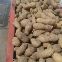 حاج  ارزونی میوه و تر بار مسکن مهر|خوردنی و آشامیدنی|فولادشهر, مسکن مهر فولادشهر|دیوار
