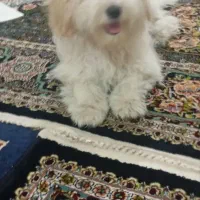 سگ پودل مالتیس