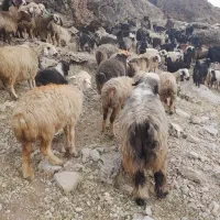 قوچ فروشی|حیوانات مزرعه|رودشت (چهارمحال و بختیاری), |دیوار