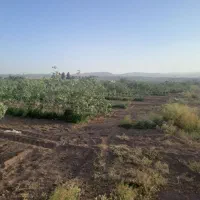 زمین پسته ای راین فیض اباد|فروش دفتر صنعتی، کشاورزی، تجاری|راین, |دیوار