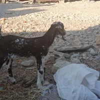 کهره نر و ماده|حیوانات مزرعه|بندرعباس, |دیوار