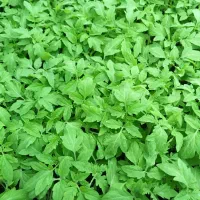 نشاع  گوجه