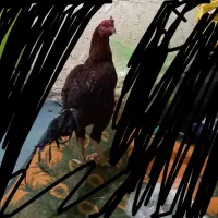 خروس دشتیاری اصل افغان|حیوانات مزرعه|بم, |دیوار