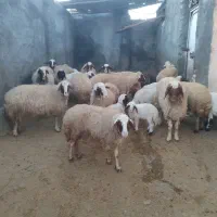 گوسفند سنجابی|حیوانات مزرعه|روانسر, |دیوار