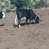 شاه گاوچالوسی با گوساله ماده چهارماه ورزا هم خورده