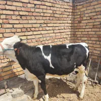 گوساله‌ای صمنتال