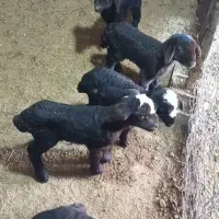 بره شیری و. بره علفی