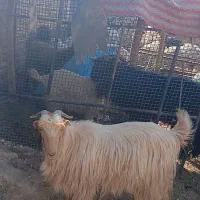 فروش بز کهره دار و آبستن و پازن