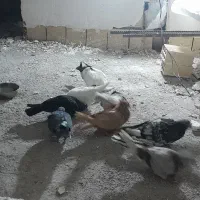 کبوتر