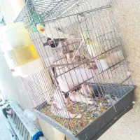 عروس جفت همراه جوجه هاشون