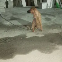 توله ماده|سگ|باقرشهر, |دیوار