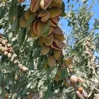 تولید نهال بادام آذر دیرگل|خدمات باغبانی و درختکاری|جوانرود, |دیوار