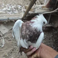 کفتر طوقی شکلاتی سیاه الماسی خرمایی|پرنده|اردکان, |دیوار