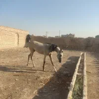 کره اسب مادیان سمند
