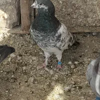 کفتر پاکستانی|پرنده|بومهن, |دیوار