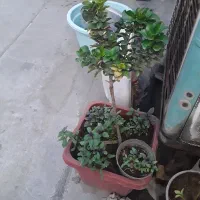 شمشاد طلایی