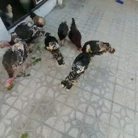 مرغ و خروس و بوقلمون باشت|حیوانات مزرعه|باشت, |دیوار