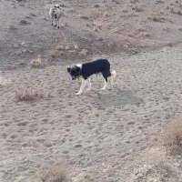 ماده  گله ای|سگ|کاشان, فاز ۲ ناجی آباد|دیوار